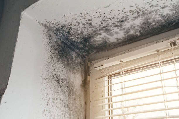 Affordable Mold Remediation solutions in Hendersonville, NC